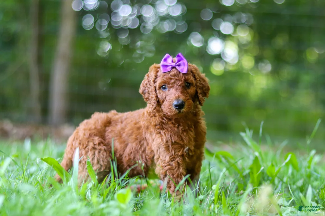 Standard Poodle dogs for sale: Bonnie - Ad 1