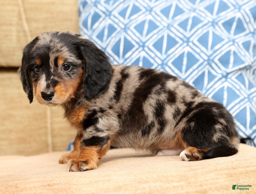 Miniature Dachshund dogs for sale: Hans - Ad 8