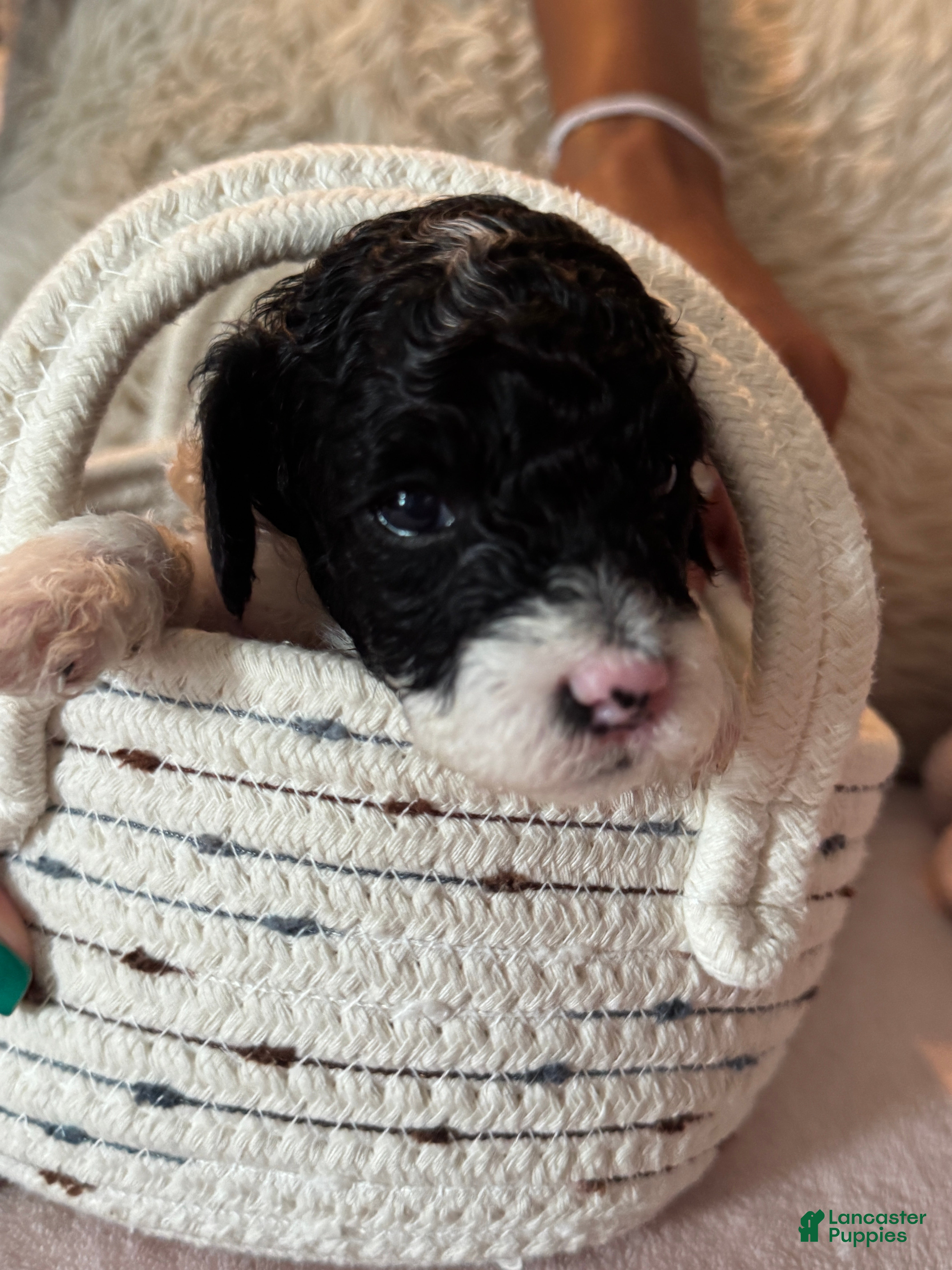 Toy Poodle dogs Oreo - Ad 1