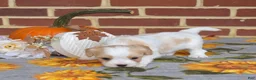 Cavachon dogs for sale: Chips - Ad 5
