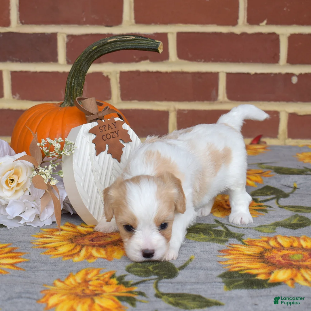 Cavachon dogs for sale: Chips - Ad 5