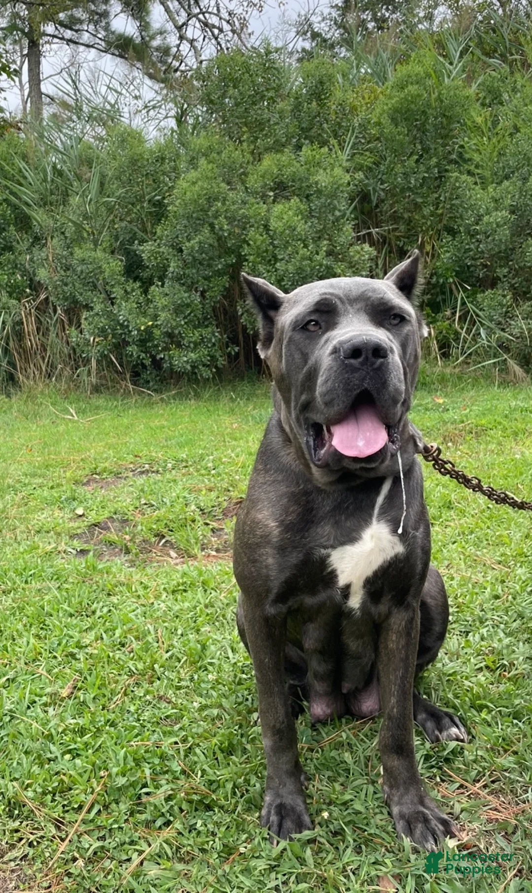 Cane Corso dogs for sale: Ivy  - Ad 5