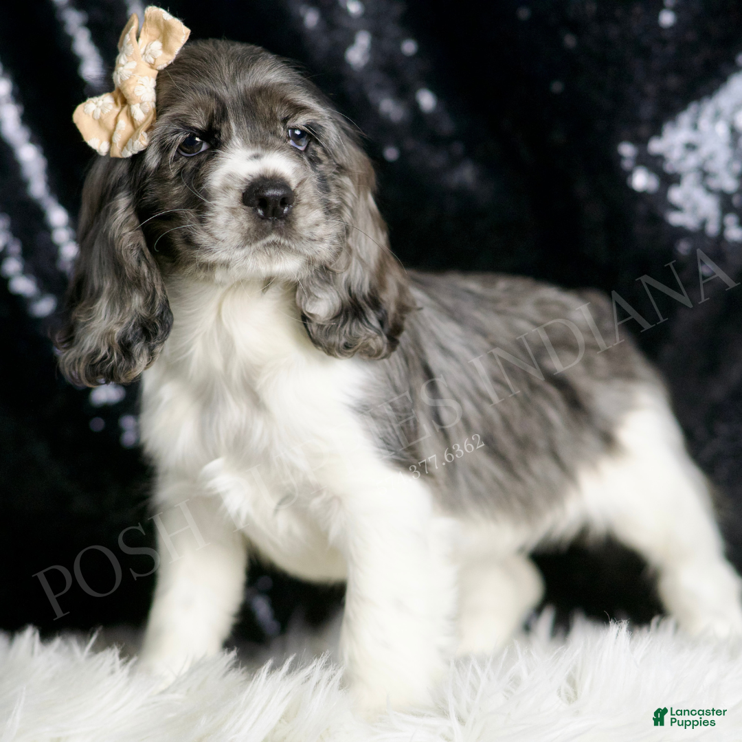 Cocker Spaniel dogs for sale: Faye - Ad 4