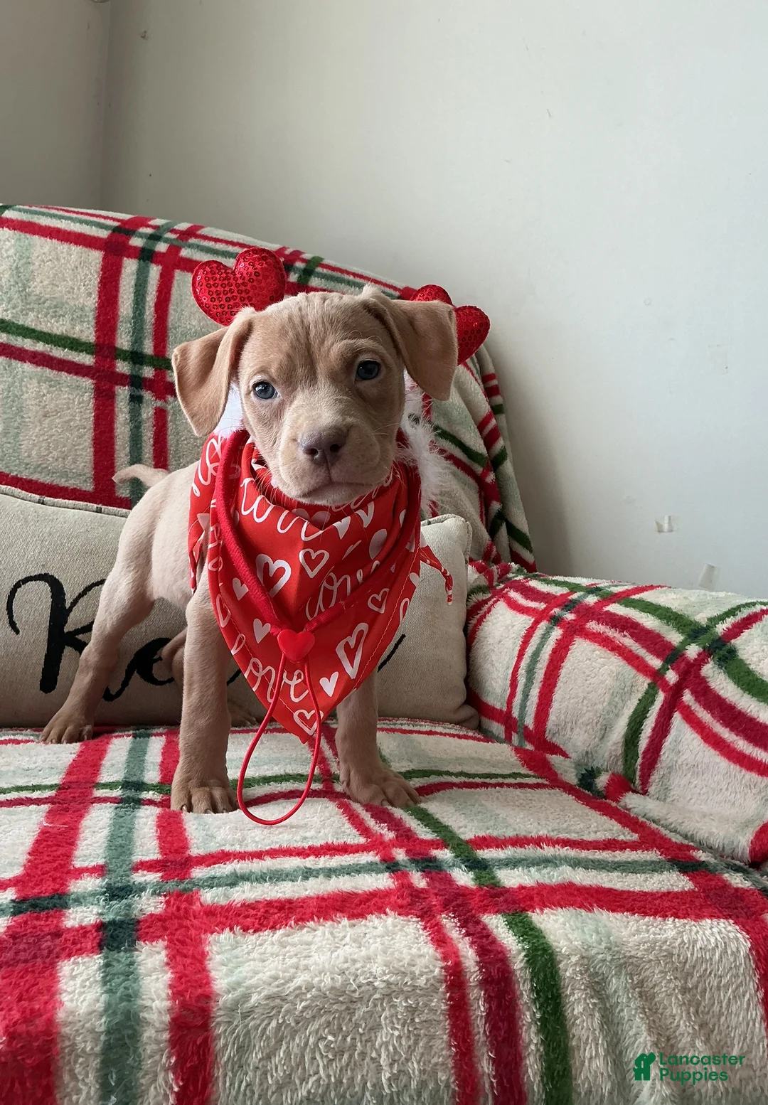 American Bully dogs for sale: Sunshine - Ad 1