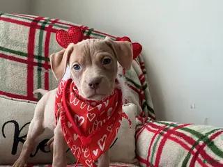 American Bully dogs Sunshine - Ad 6