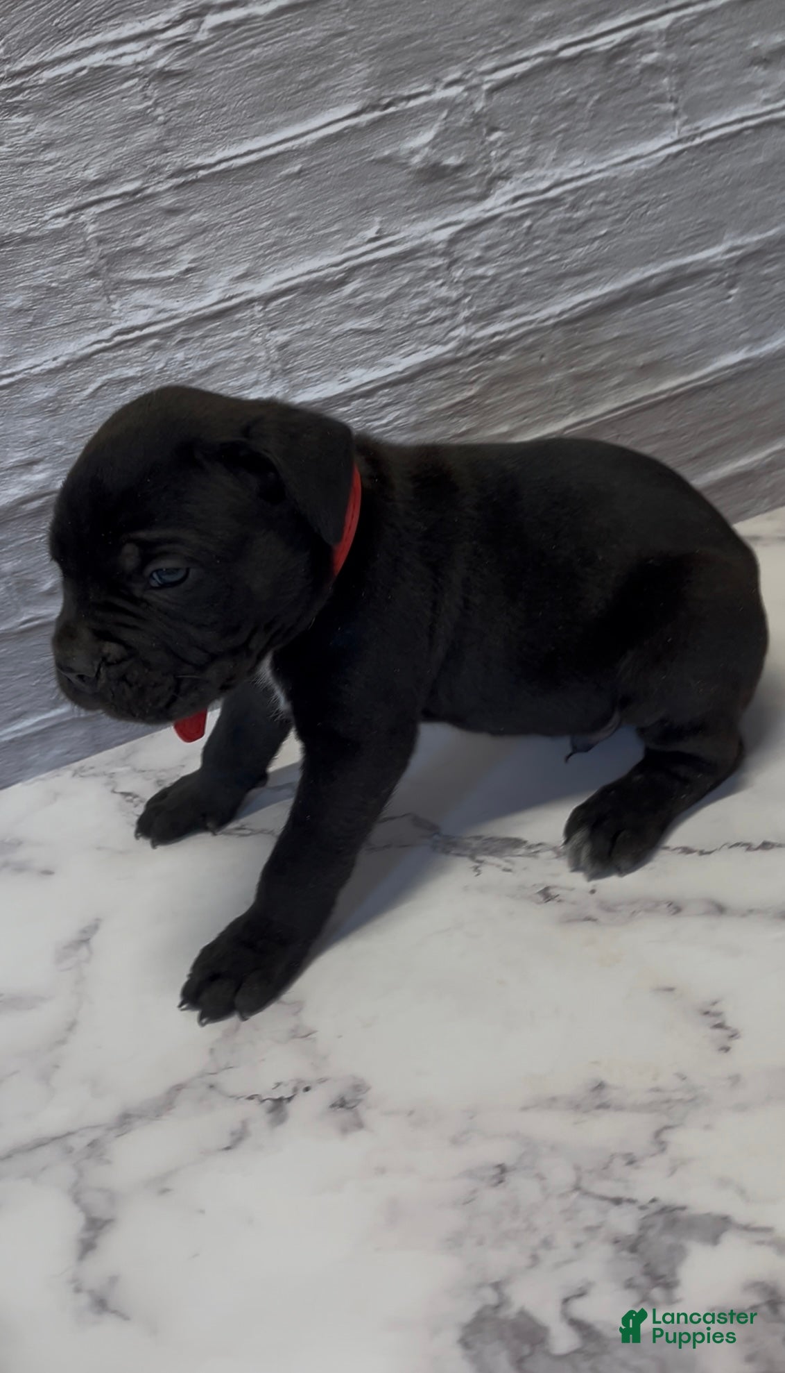 Cane Corso dogs  AKC-Primo - Ad 25