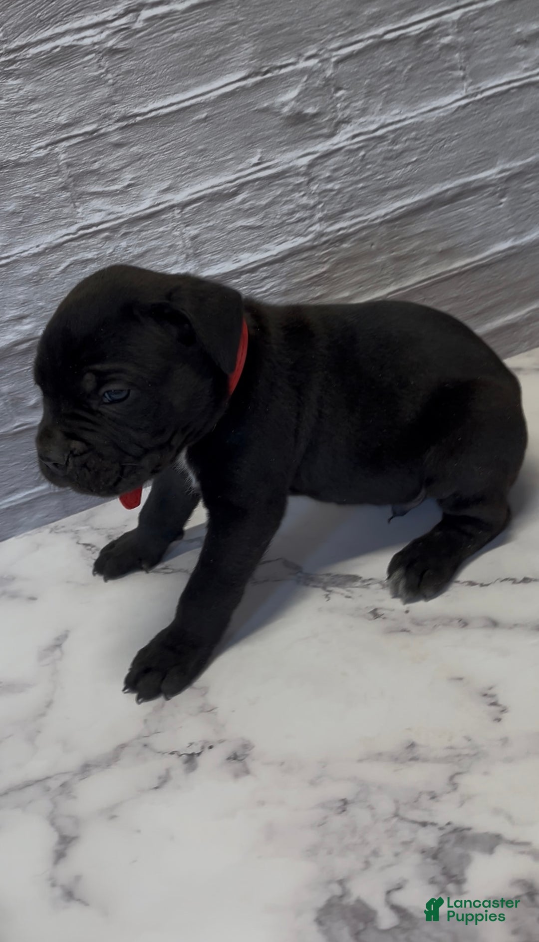 Cane Corso dogs for sale:  AKC-Primo - Ad 1