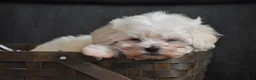 Maltipoo dogs for sale: Archie - Ad 9