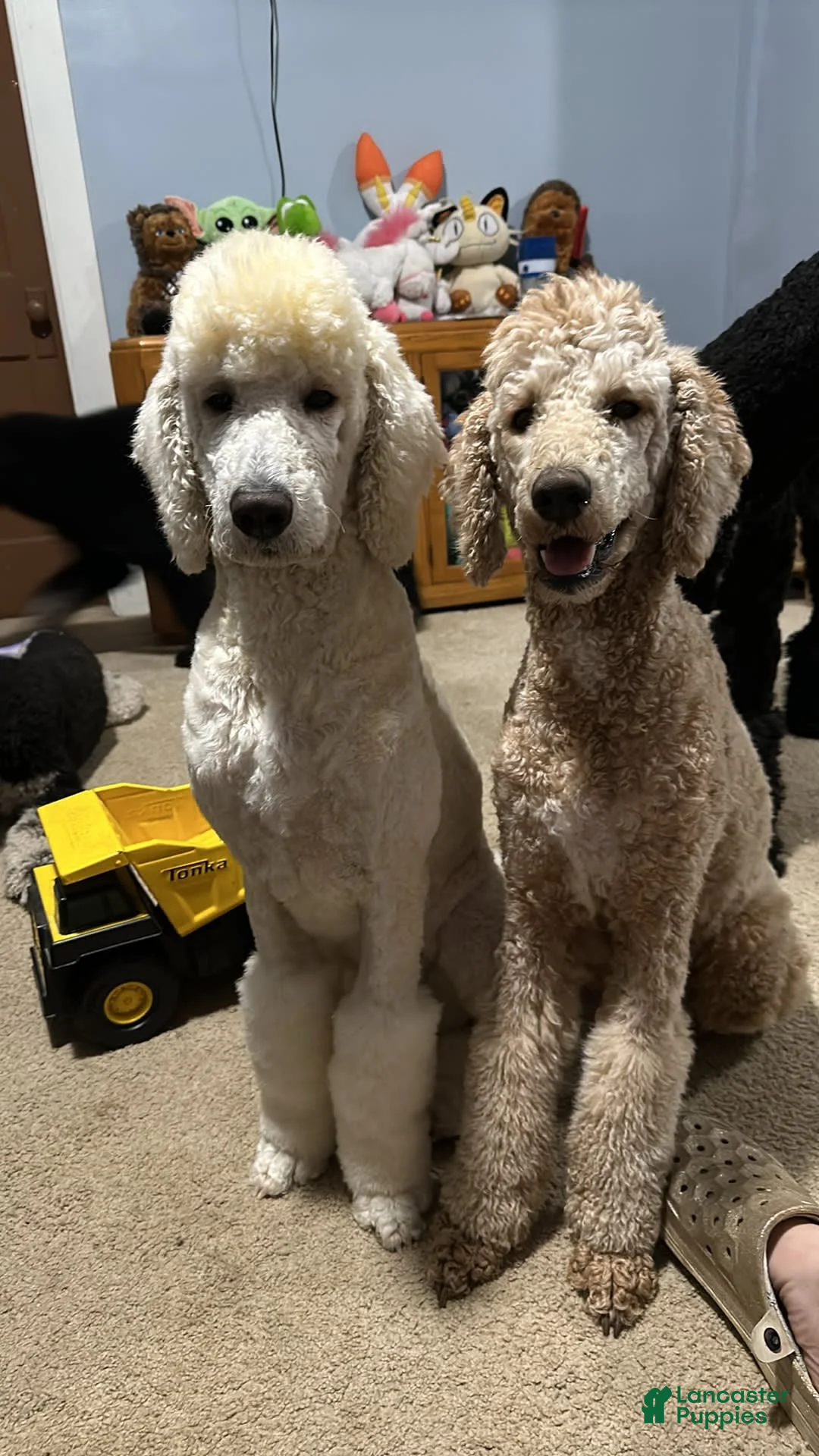 Gallery Image {{count}}