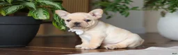 French Bulldog dogs for sale: Archie - Ad 6