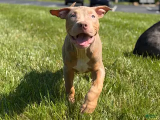 American Bully dogs American Bully Puppy 7 - Ad 30