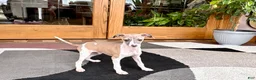 Italian Greyhound dogs for sale: Italian Greyhound 1 fawn boy  - Ad 13
