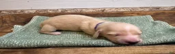 Miniature Dachshund dogs for sale: Ginger- Green - Ad 3