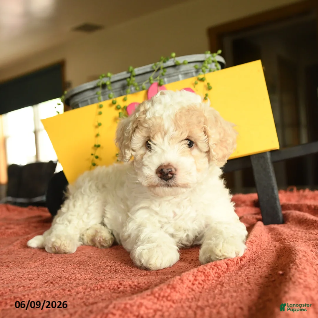 Miniature Poodle dogs for sale: Carman - Ad 3