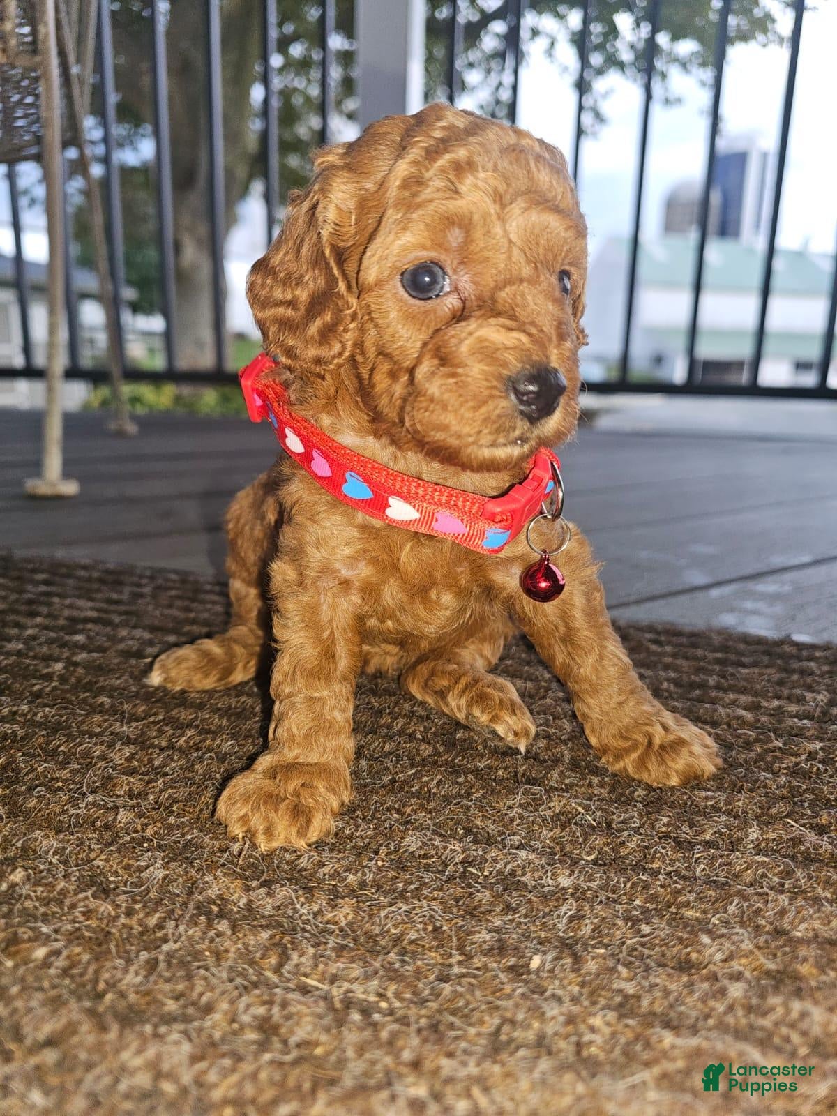 Toy Poodle dogs for sale: Sienna - AKC Toy Poodle - Ad 4