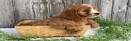 Cavapoo dogs for sale: Finley - Ad 3