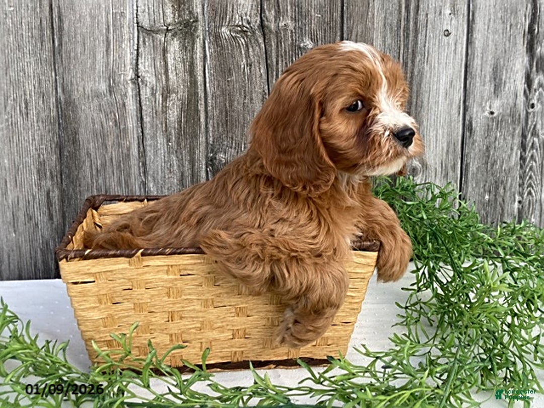 Cavapoo dogs for sale: Finley - Ad 3