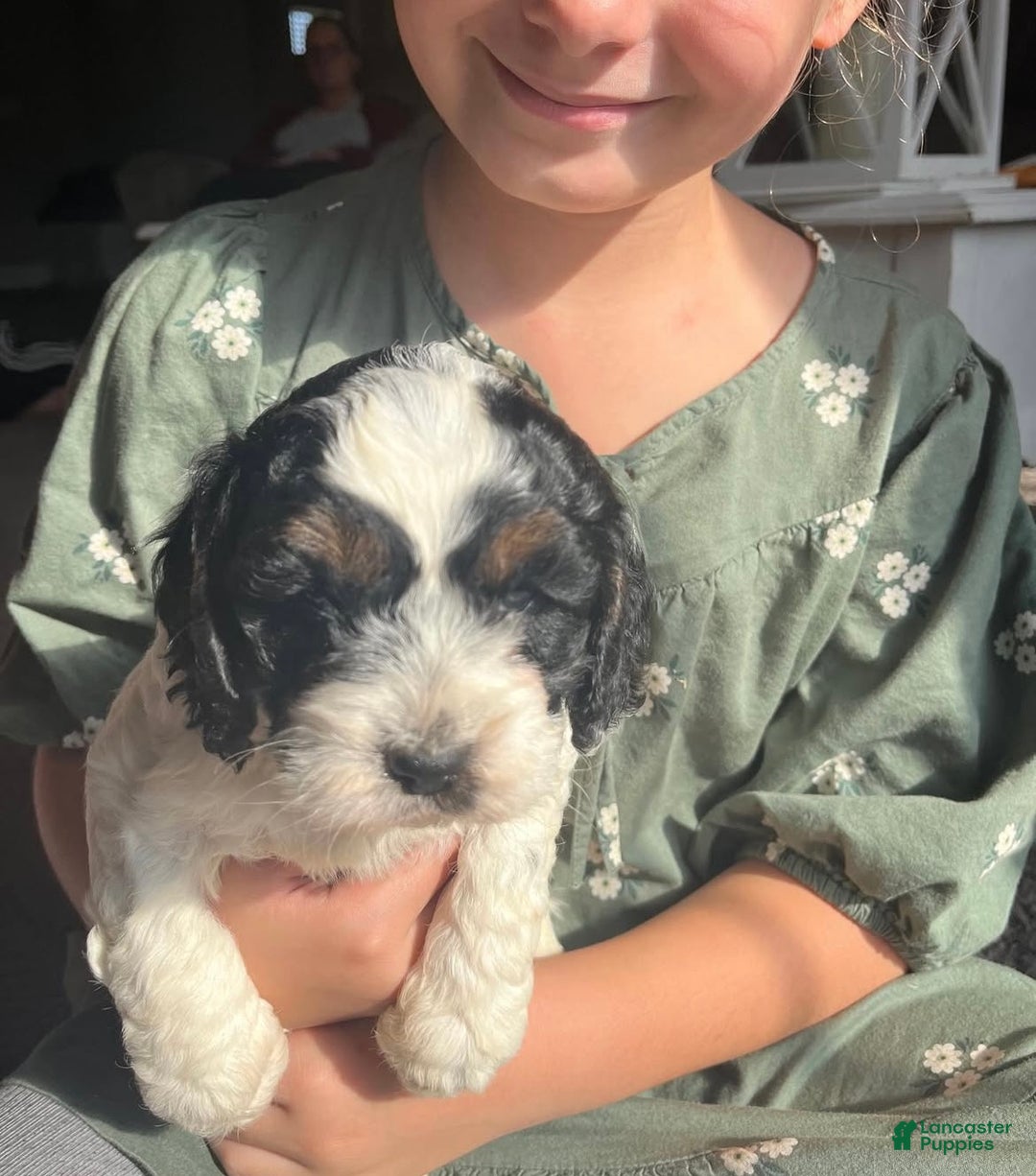 Cockapoo dogs for sale: Star - Ad 1