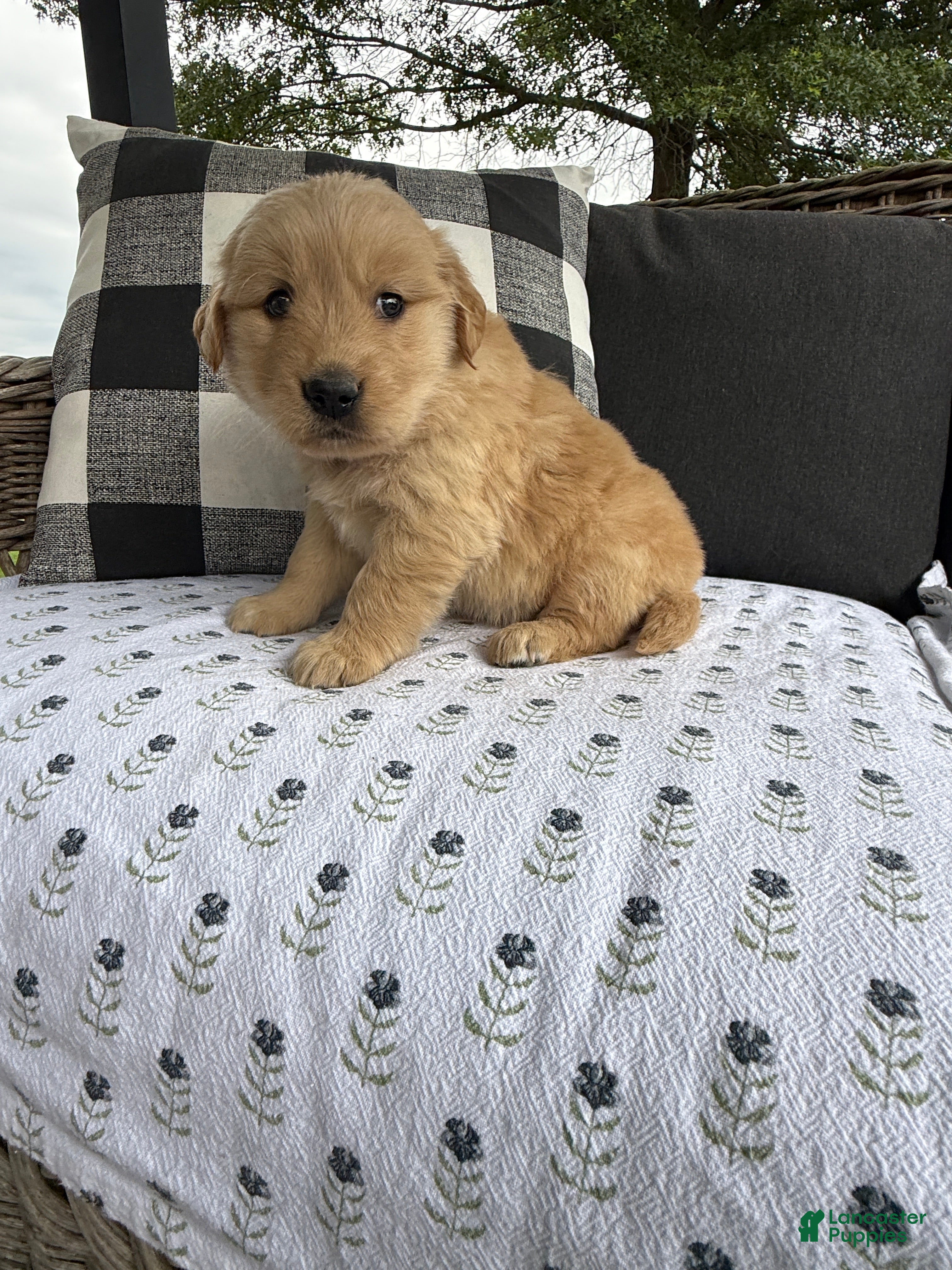 Golden Retriever dogs Hazel - Ad 2