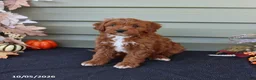 Cavapoo dogs for sale: Max - Ad 5