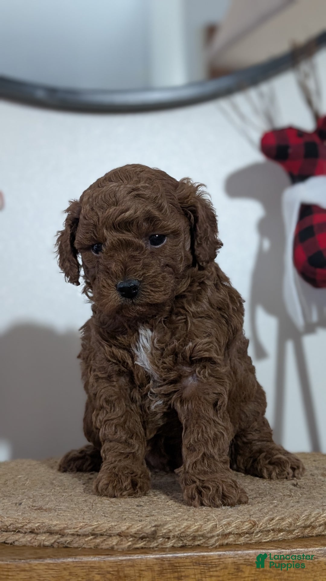 Miniature Poodle dogs for sale: Moby - Ad 12