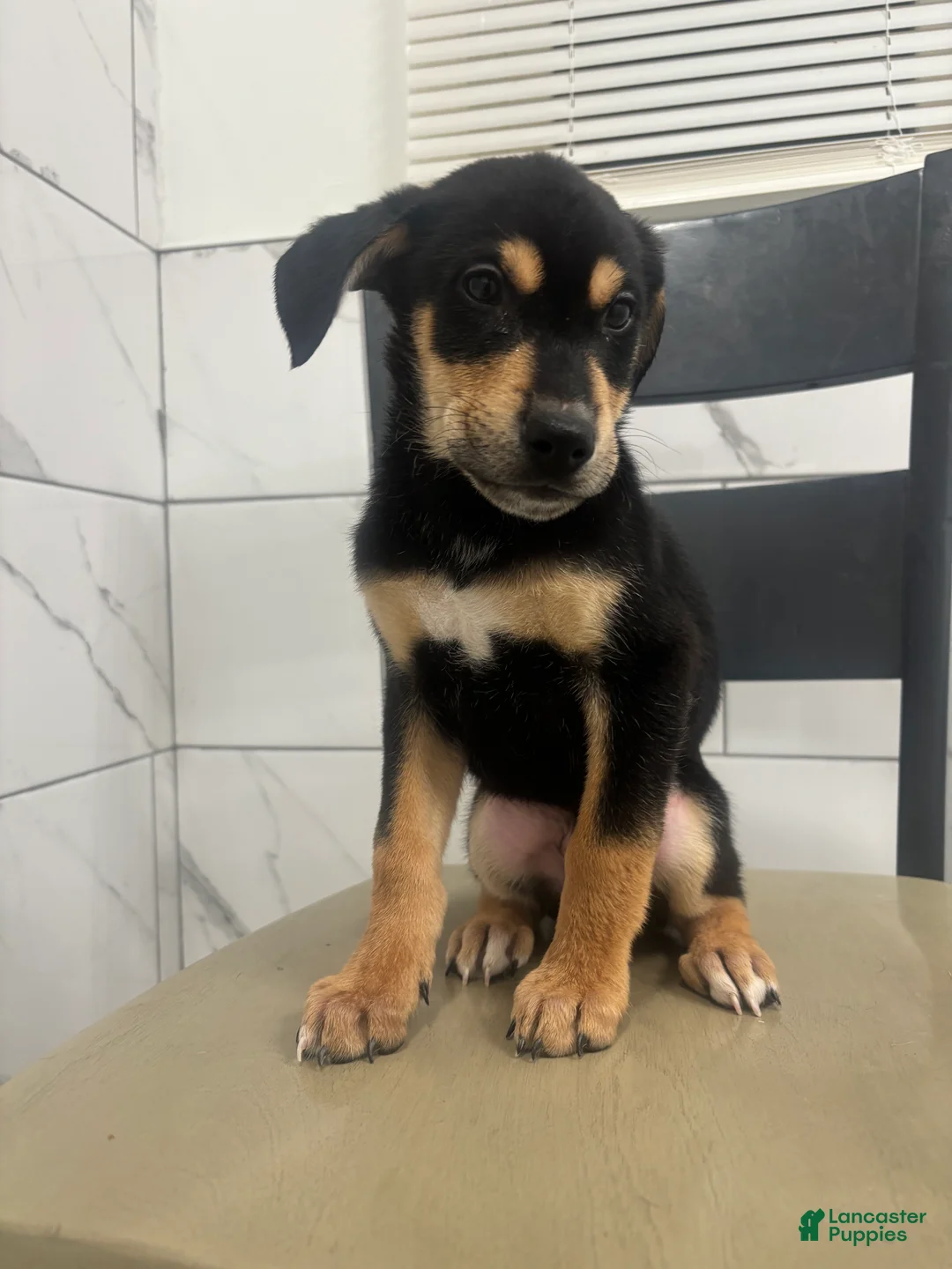Mixed Breed dogs for sale: Mixed Breed Puppy 4 - Ad 1