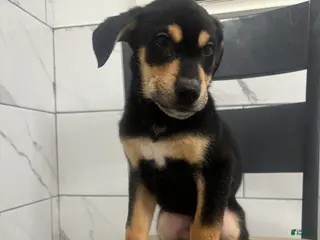 Mixed Breed dogs Mixed Breed Puppy 4 - Ad 37