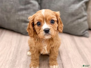 Cavapoo dogs Diamond - Ad 21