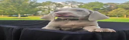 Weimaraner dogs for sale: Basil - Ad 3