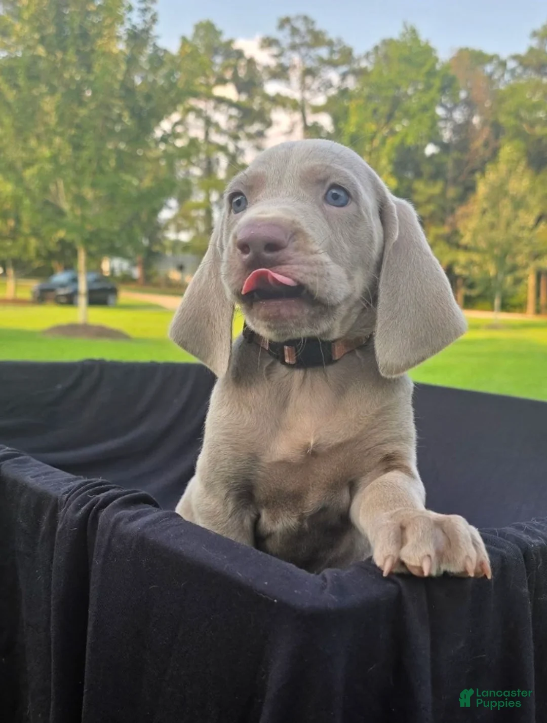 Weimaraner dogs for sale: Basil - Ad 3