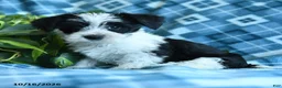Mixed Breed dogs for sale: Dillin - Ad 4