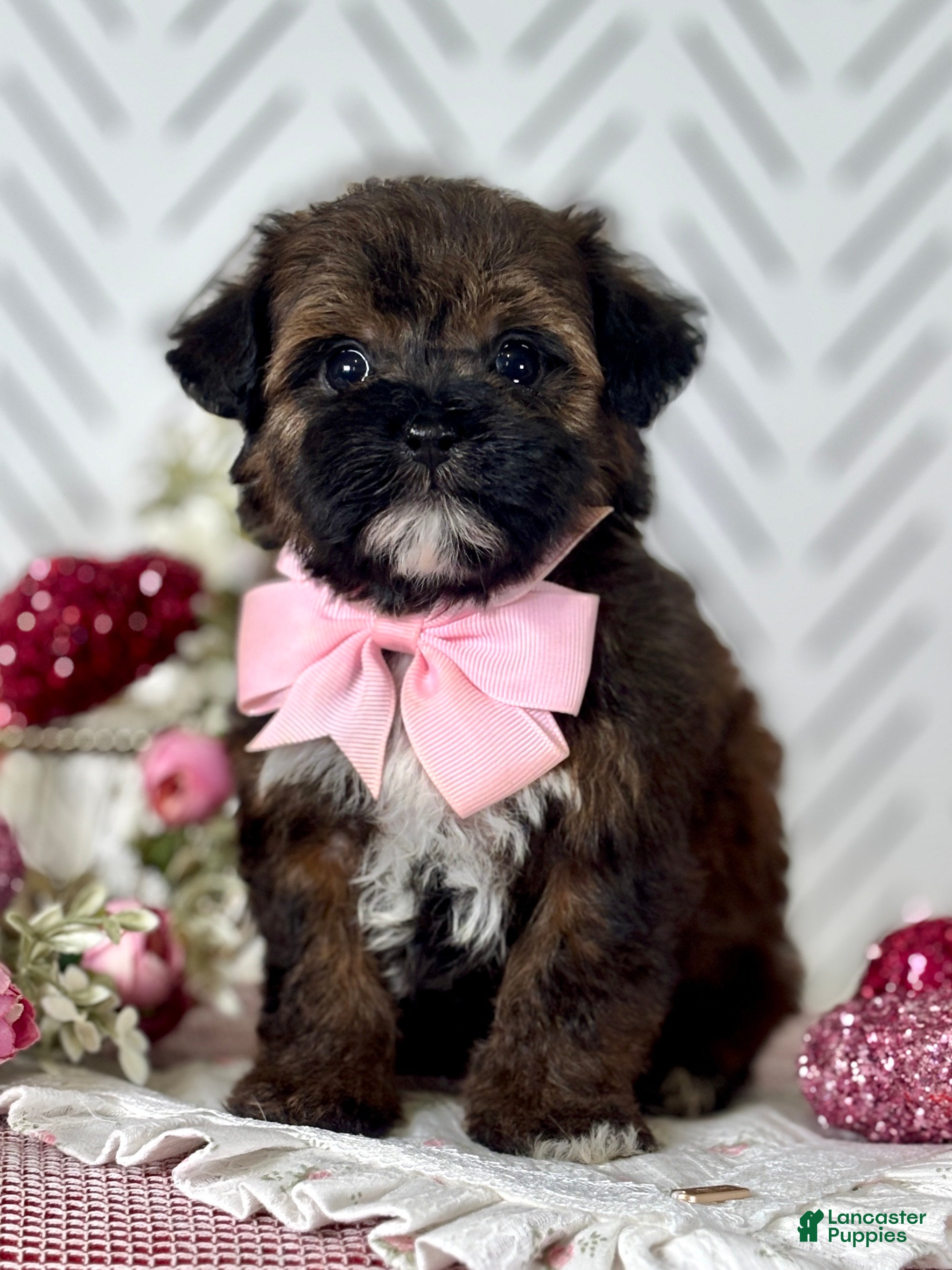 Havapoo dogs Ethal Havapoo Puppy  - Ad 1