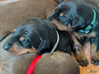 Doberman Pinscher dogs Doberman Pinscher Puppy 6 - Ad 36