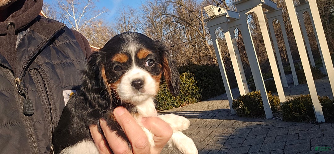 Cavalier King Charles Spaniel dogs for sale: Vicky - Ad 2