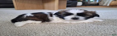 Bella
