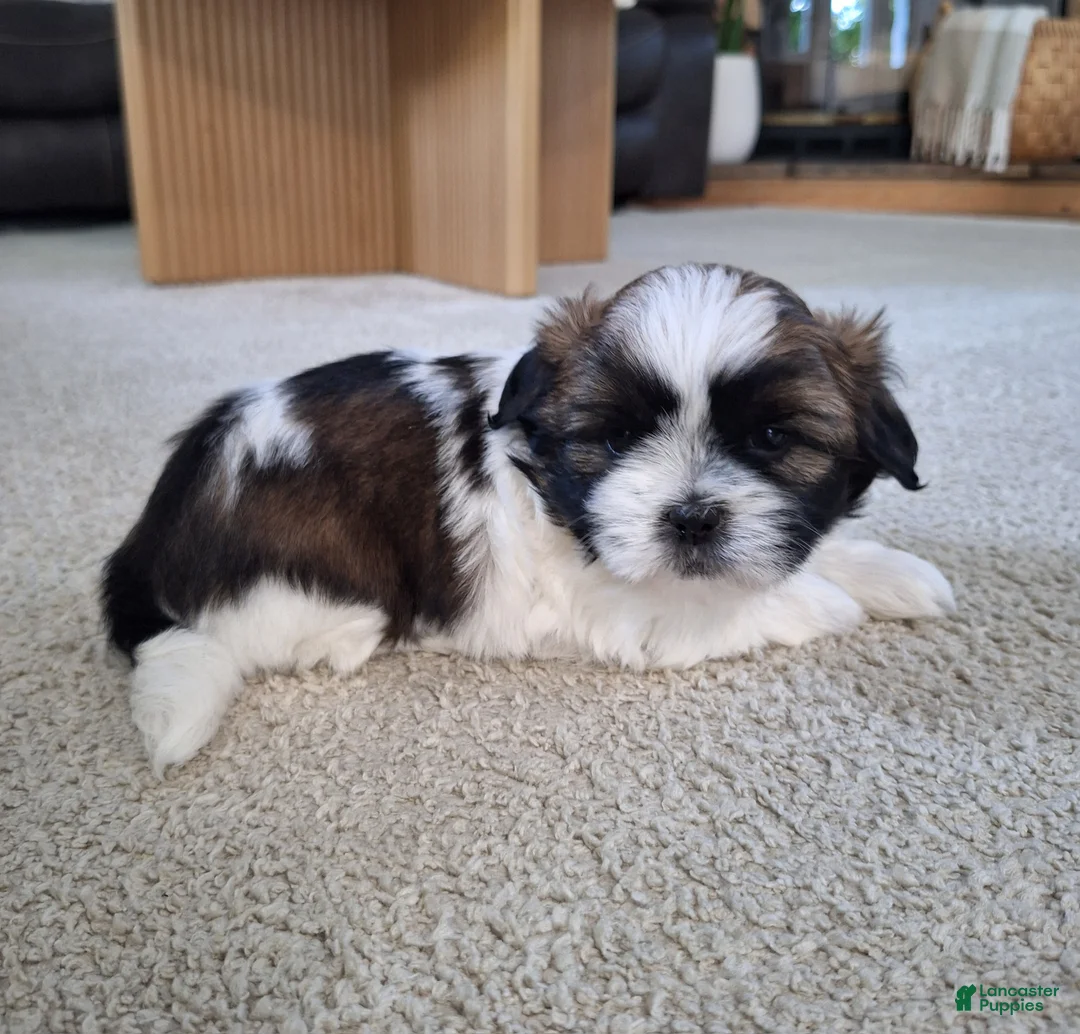 Shih Tzu dogs for sale: Bella - Ad 1
