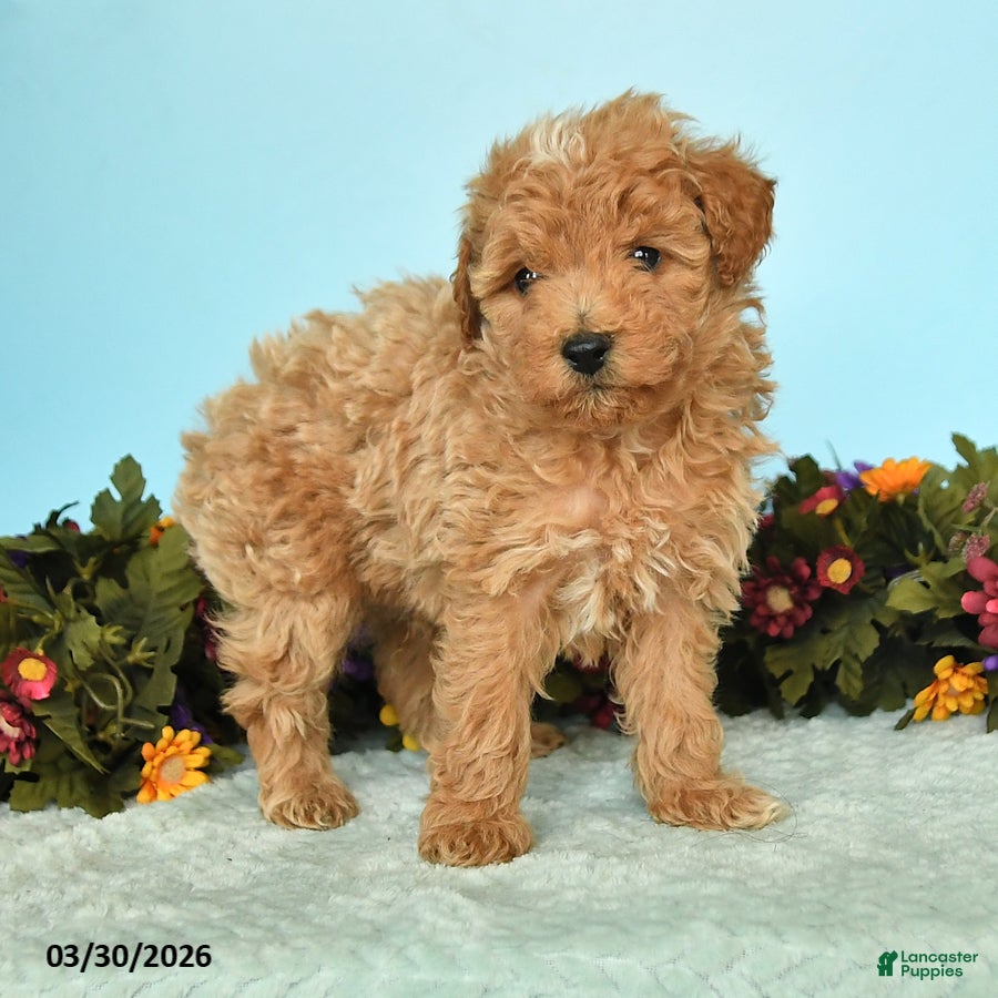 Miniature Poodle dogs Bandit - Ad 2