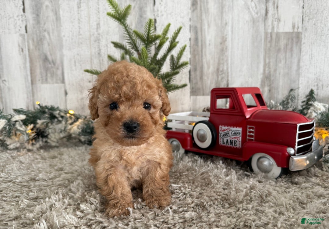 Maltipoo dogs for sale: Riley - Ad 1