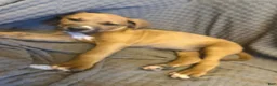 American Pit Bull Terrier dogs for sale: American Pit Bull Terrier 9 - Ad 17