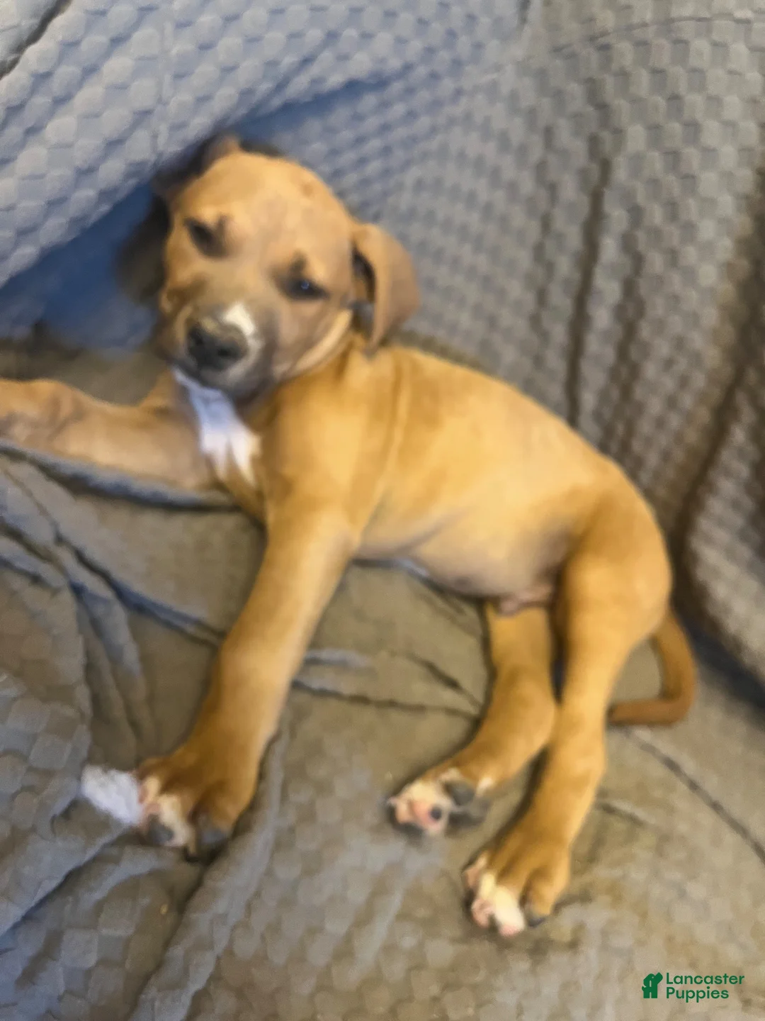American Pit Bull Terrier dogs for sale: American Pit Bull Terrier 9 - Ad 17