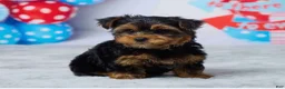Yorkshire Terrier dogs for sale: Neo - Ad 1