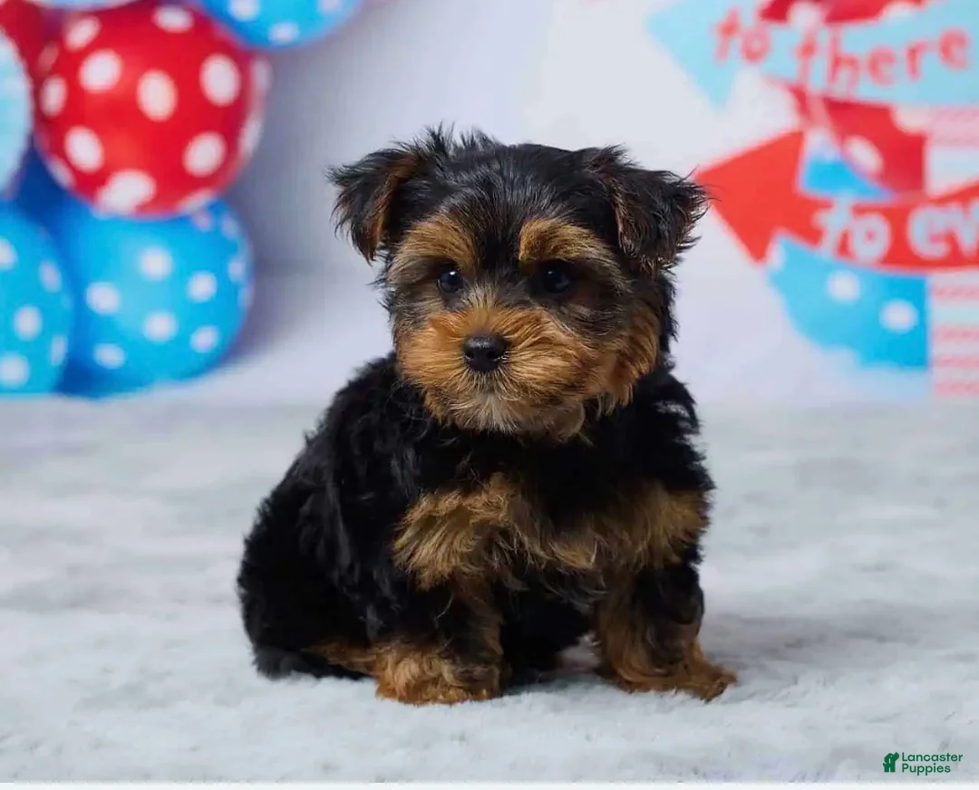 Yorkshire Terrier dogs for sale: Neo - Ad 1