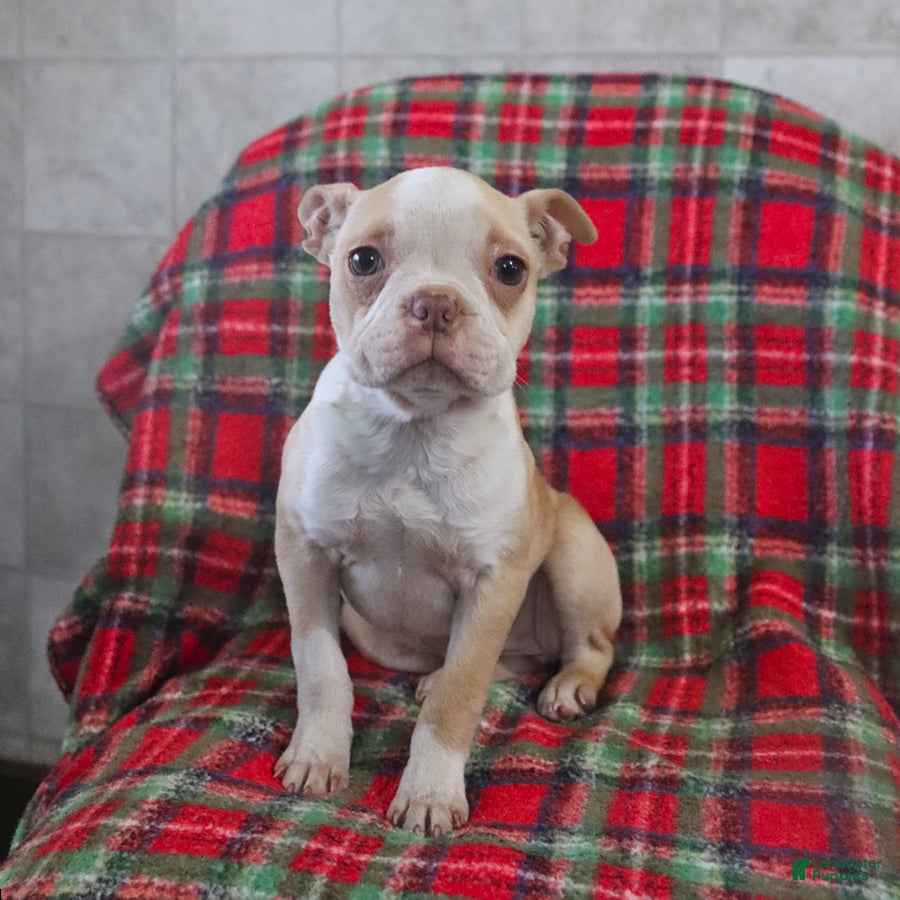 Boston Terrier dogs Irene - Ad 2