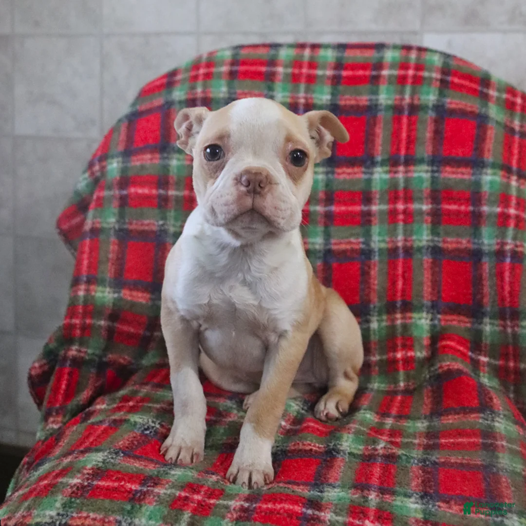 Boston Terrier dogs for sale: Irene - Ad 2