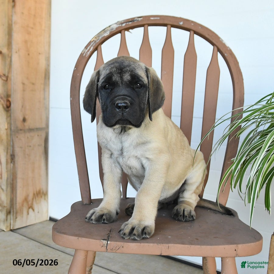 English Mastiff dogs Jemima - Ad 2