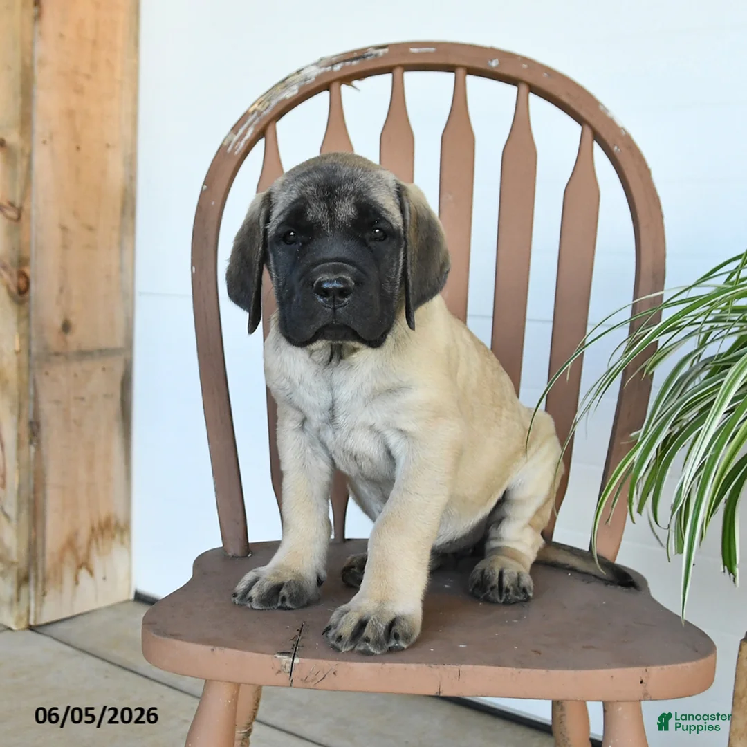 English Mastiff dogs for sale: Jemima - Ad 2