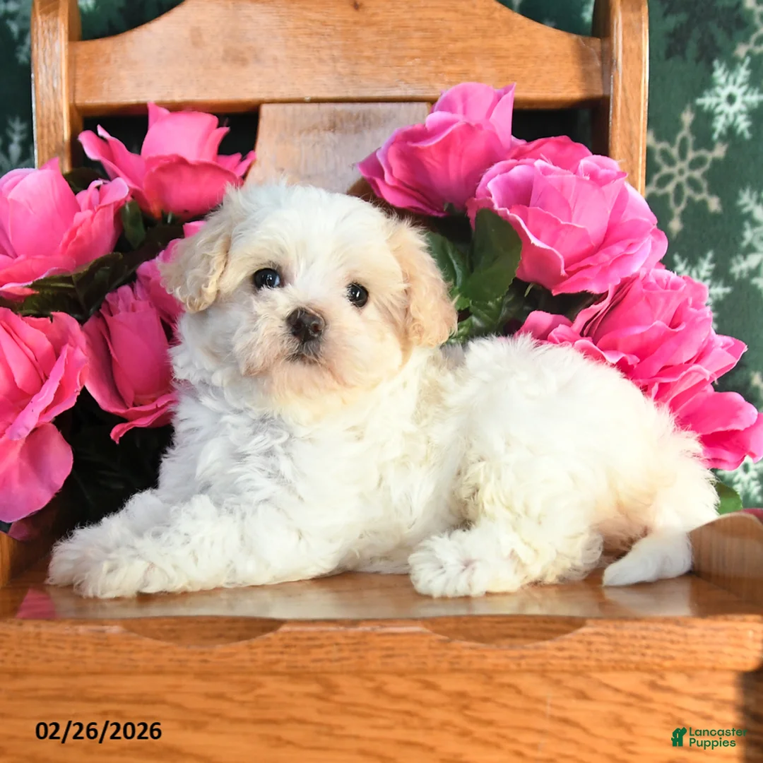 Maltipoo dogs for sale: Kaisy - Ad 2