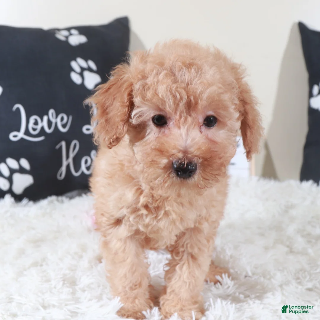 Bichpoo dogs for sale: Bichpoo Puppy Barbie - Ad 2