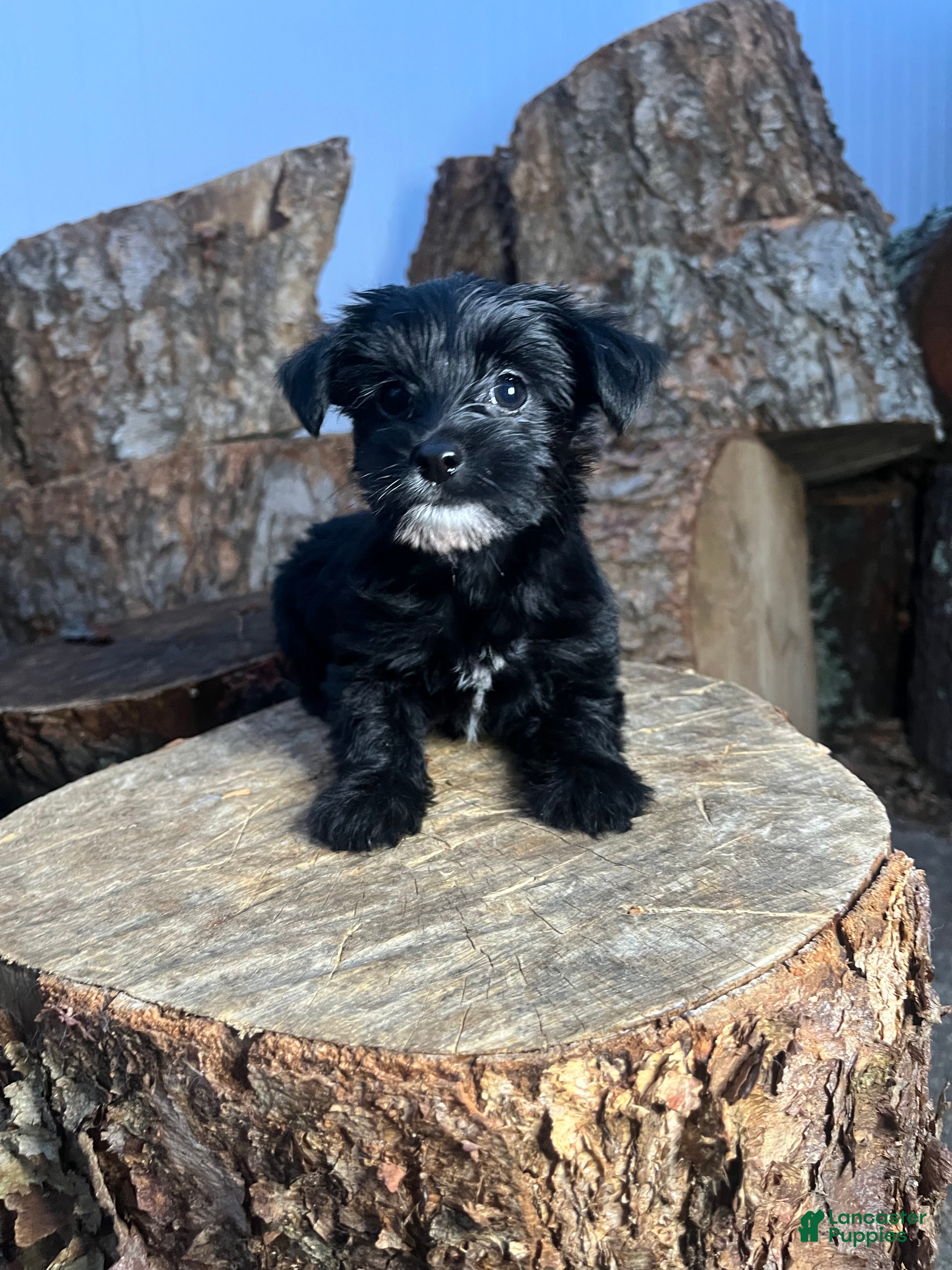 Yorkiepoo dogs Yorkiepoo 2 - Ad 2