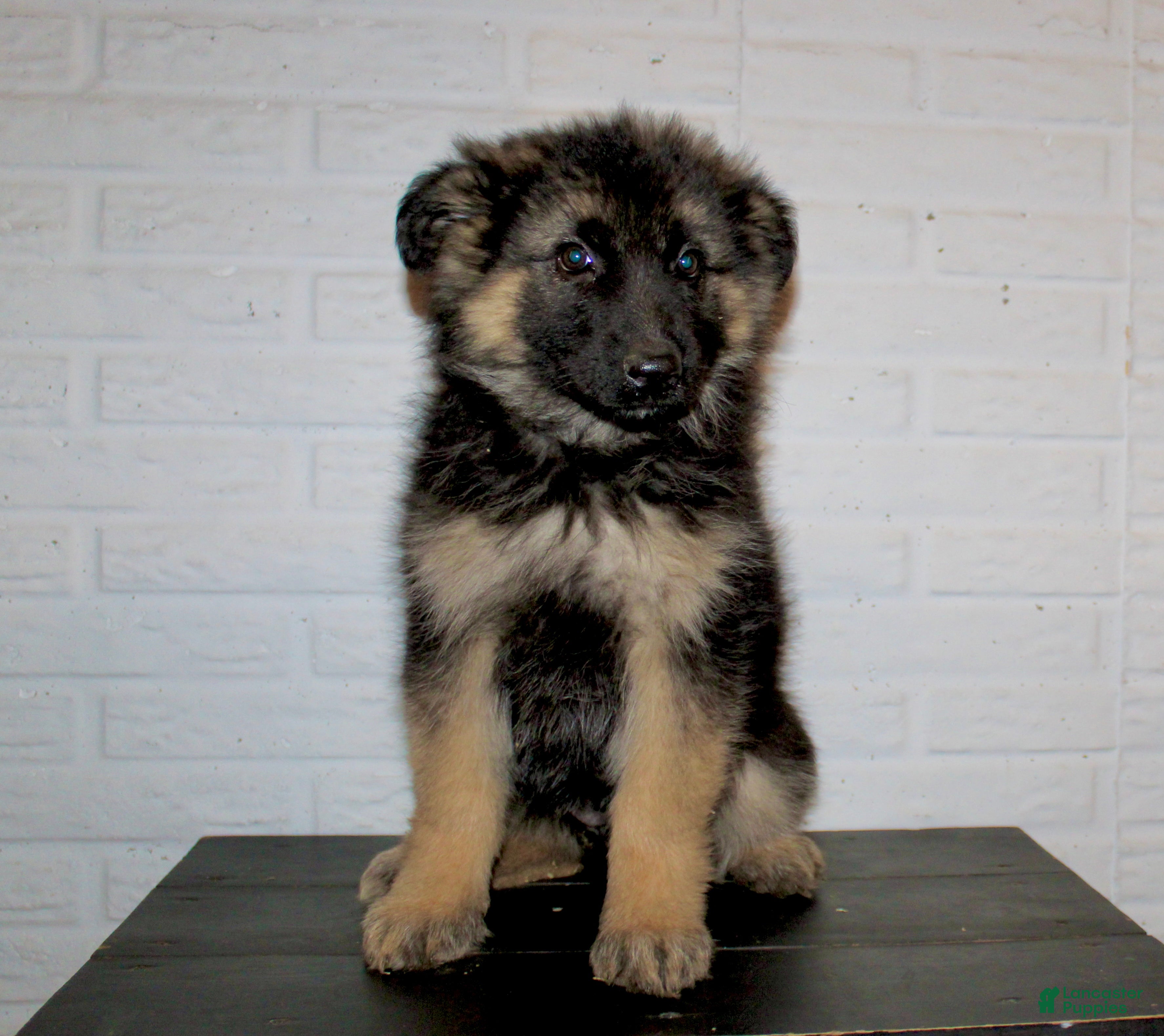 German Shepherd dogs Greta - Ad 2